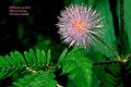 Mimosa Pudica